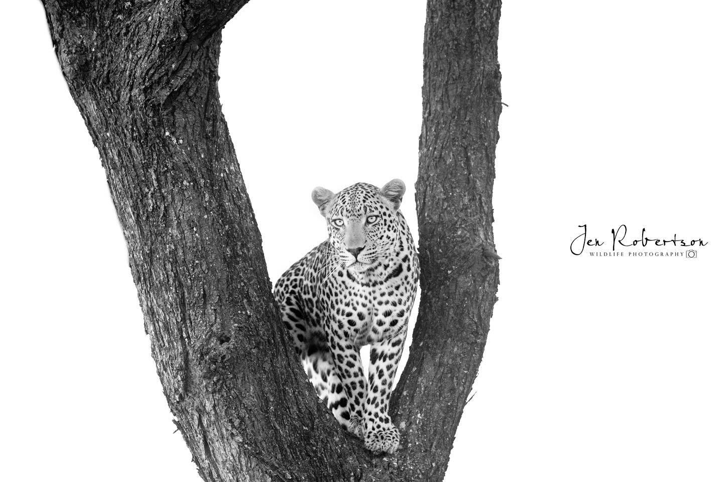 Getting chased up a tree by a wild dog, but playing it cool&hellip;the Ntomi male 😍

#londolozi @danhirschowitz @daryldellsafaris @estarr24 #southafrica #sabisands #leopard #bbcwildlife #natgeo #safari #blackandwhitephotography #naturephotography