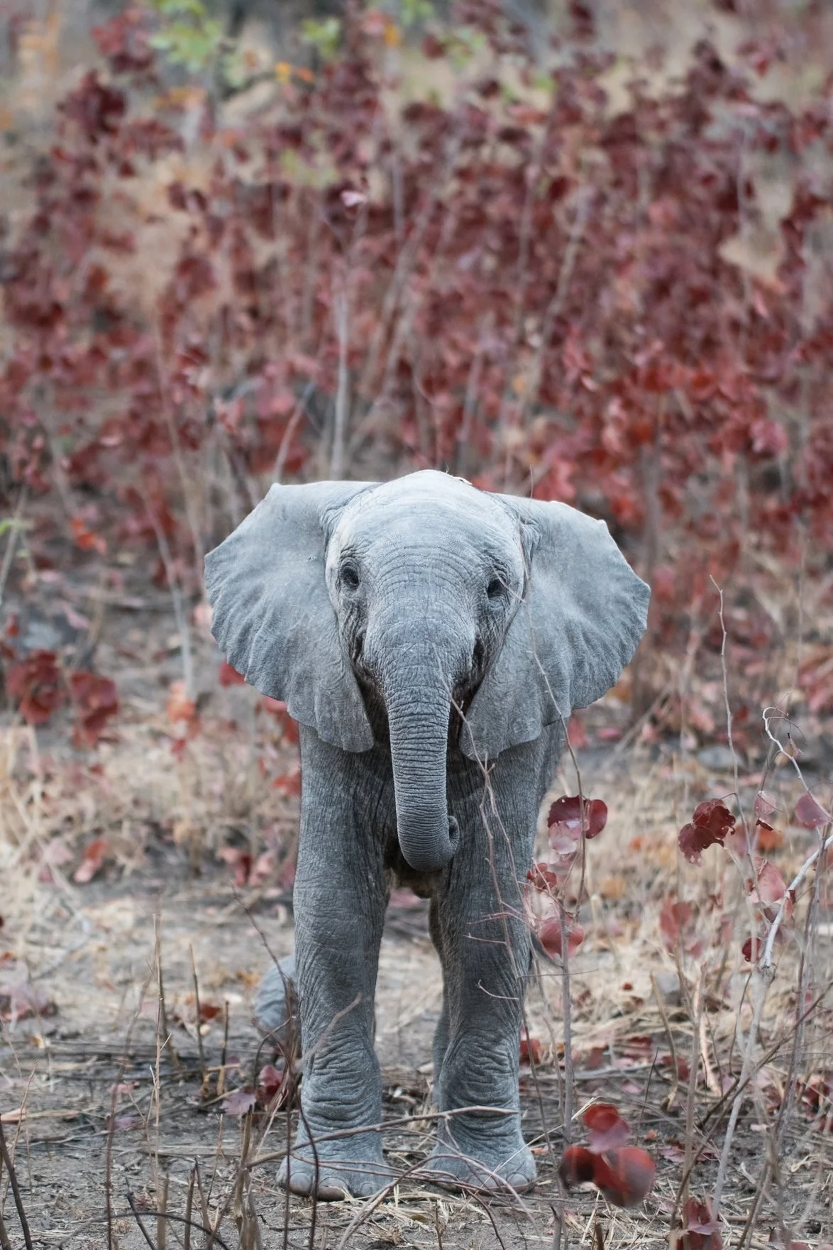 baby elephant londoz.jpg