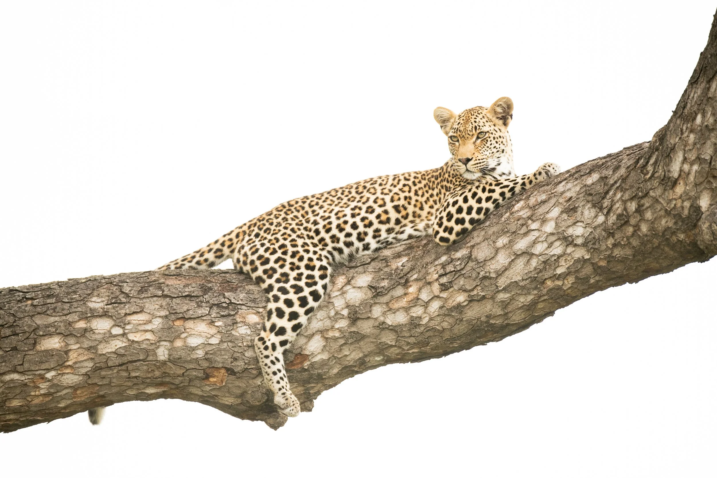 leopard tree.jpg