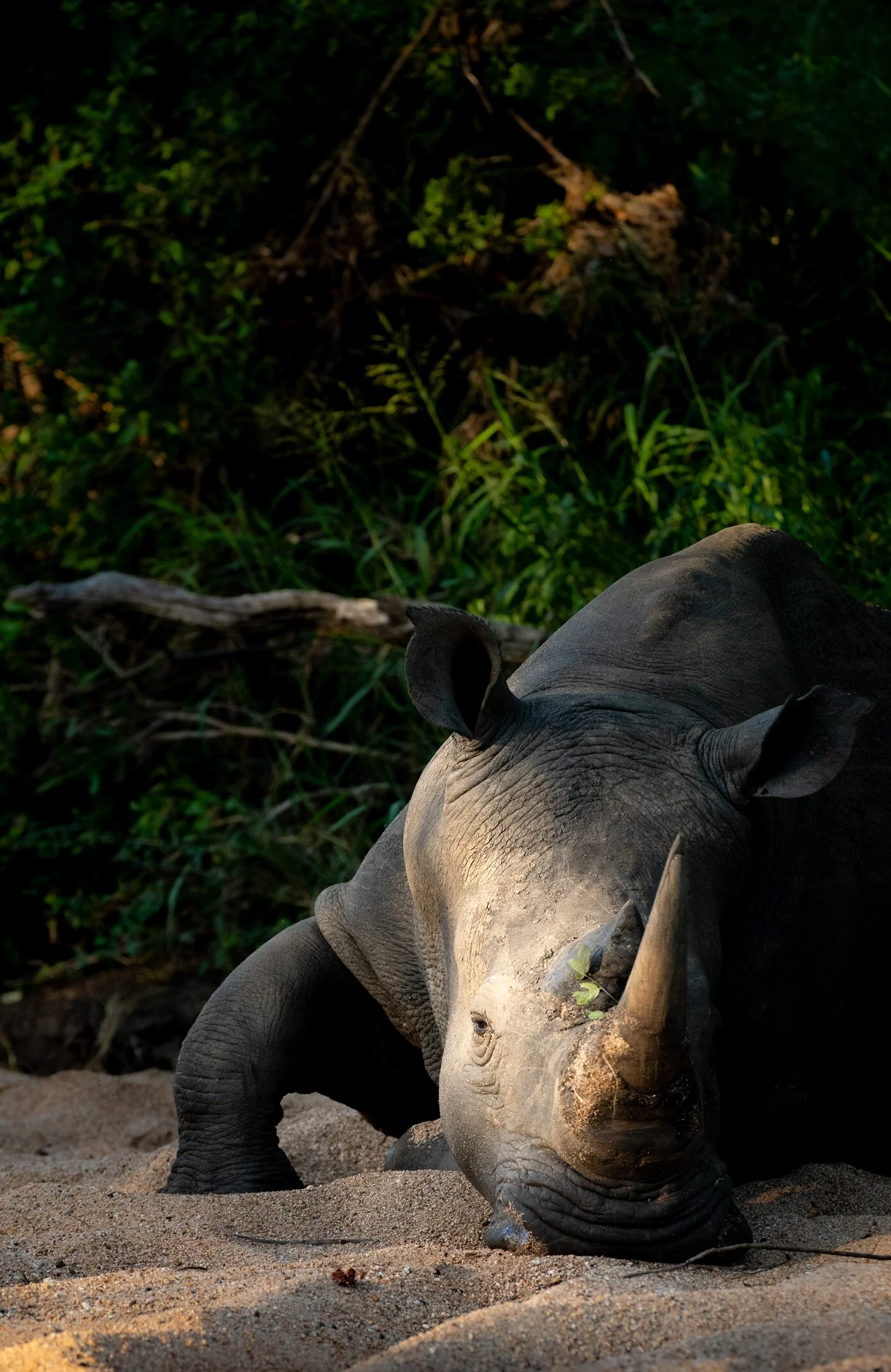 rhino.jpg
