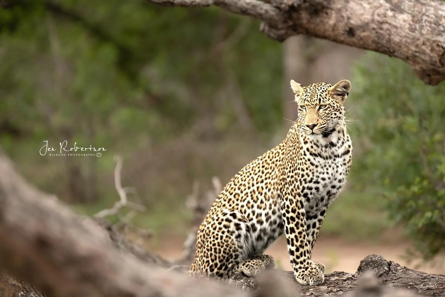 I wonder what this female leopard was thinking or sensing when she looked back like this? Perhaps akin to what I felt this morning dropping my kids off on their first day. So hard to say goodbye on the first day - feeling my heart on my sleeve ❤️😥 h