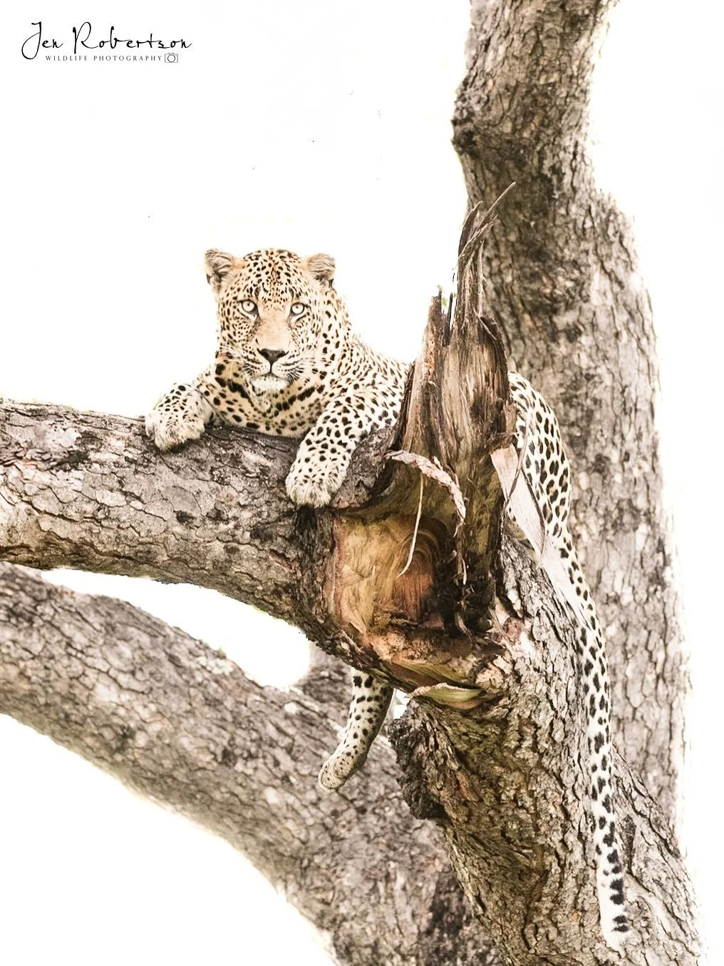 A stunning male leopard 😍. We usually see female leopards, as their territories are much smaller than a male&rsquo;s, so to see this beautiful brute was lucky. I often think of how these animals live compared to humans. In their bodies, not in their