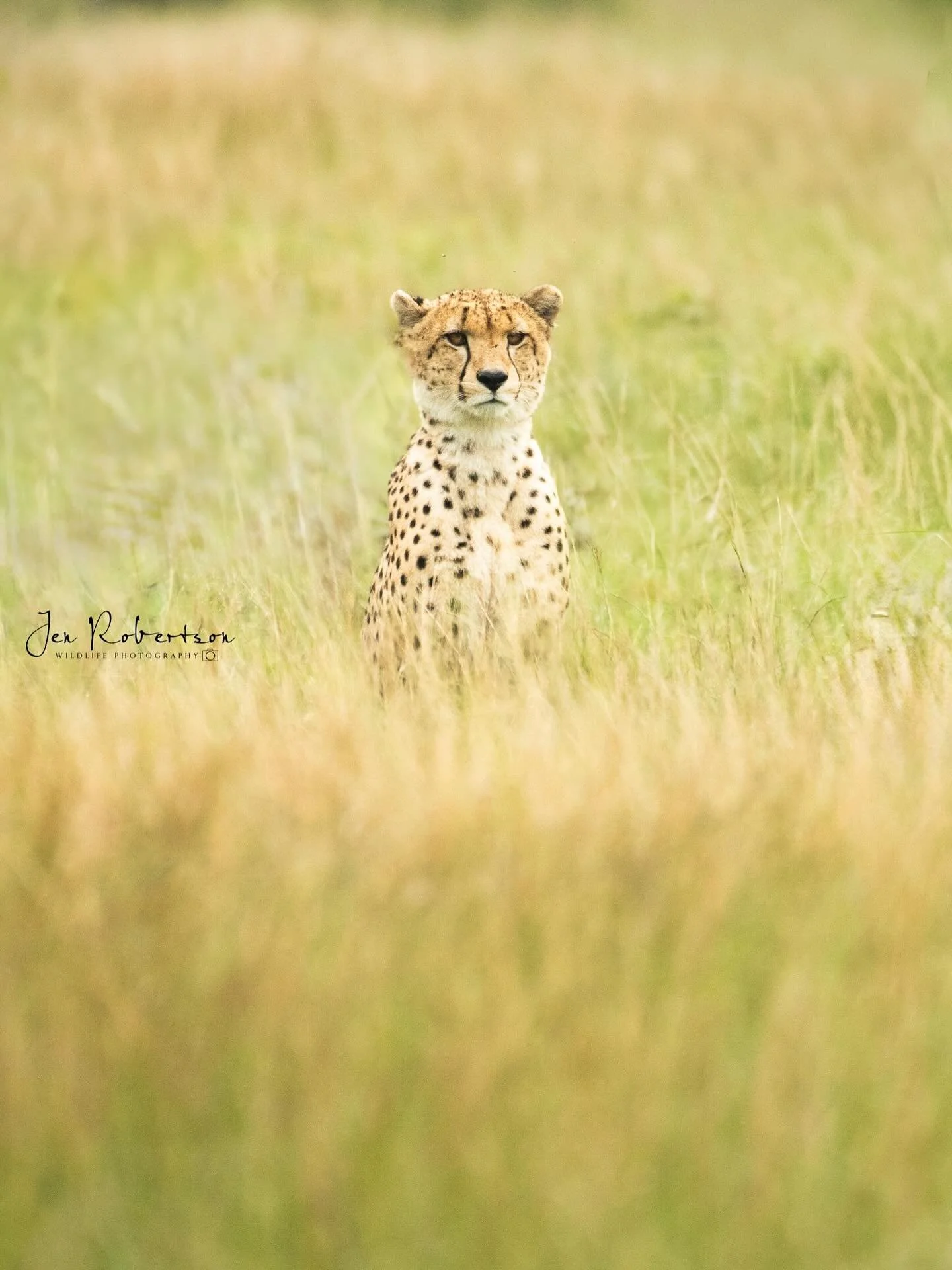 A lone cheetah. I always love their facial markings&hellip;especially the long black marks from the eyes (akin to tears). I visit the Sabi Sands most frequently, so I don&rsquo;t often see cheetah. They need vast fields to use their natural speed to 