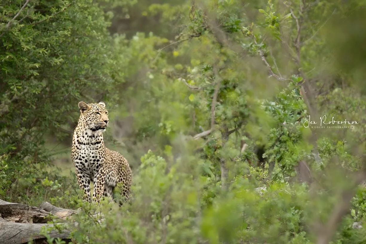 The presence of a leopard while walking through the bush - tuning in to every sound, smell, sight😍. Being able to move alongside these animals is magical and unpredictable. Photographing them is not always easy, as you anticipate the way they are go