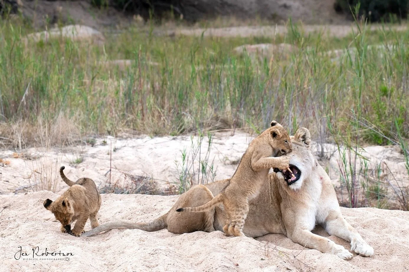 &ldquo;We don&rsquo;t stop playing because we grow old; we grow old because we stop playing.&rdquo; (George Bernard Shaw). This mother lionness was a beacon of patience - one cub jumping on her face, the other playing with her tail.  So sweet how the
