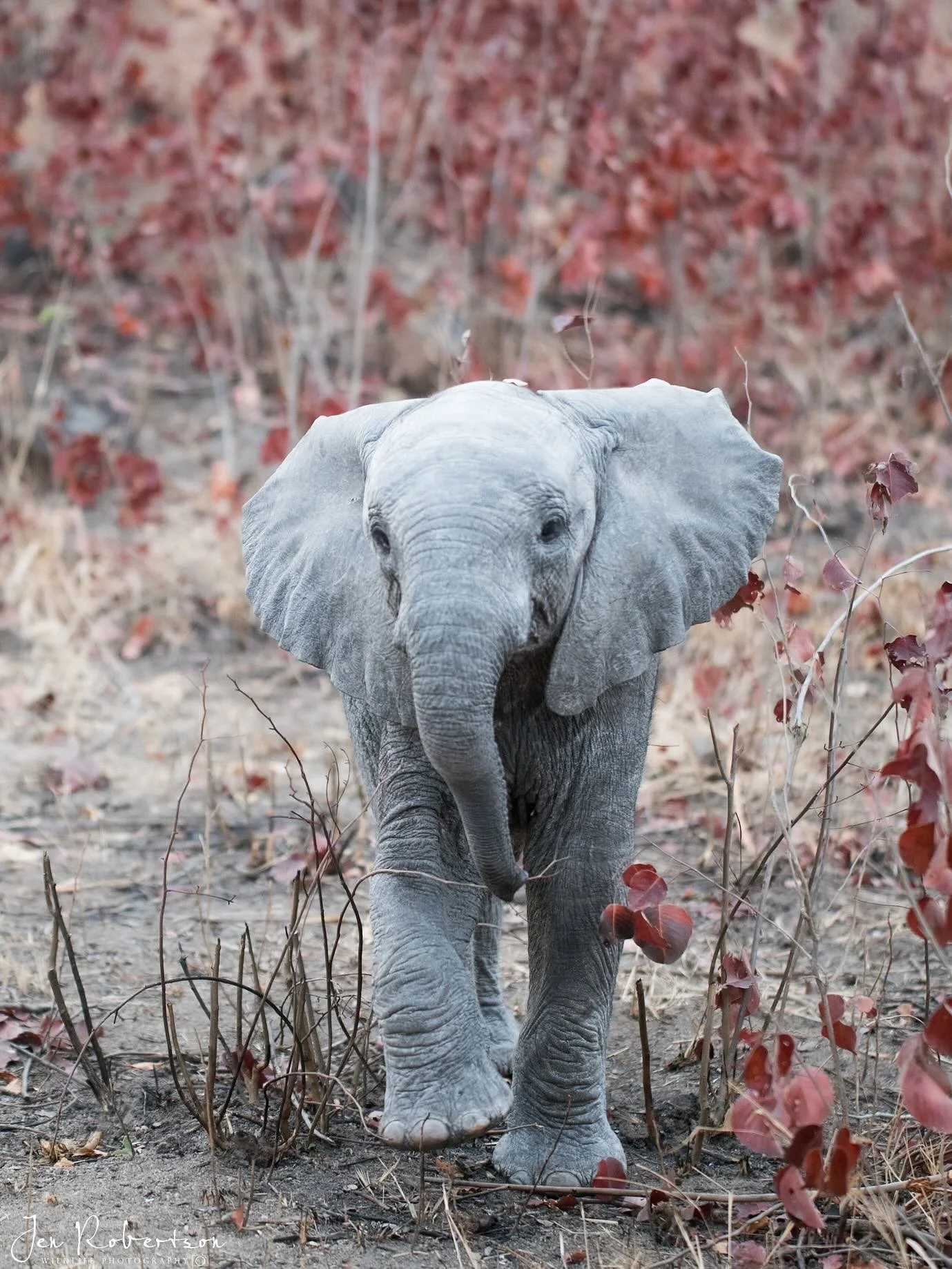 &ldquo;All grown-ups were once children, but only few of them remember it&rdquo; (The Little Prince) Another sweet  moment with this curious little elephant calf ❤️

#elephant #londolozi @londolozi @jessica_shillaw_ #sabisands #babyelephant #nikon #t