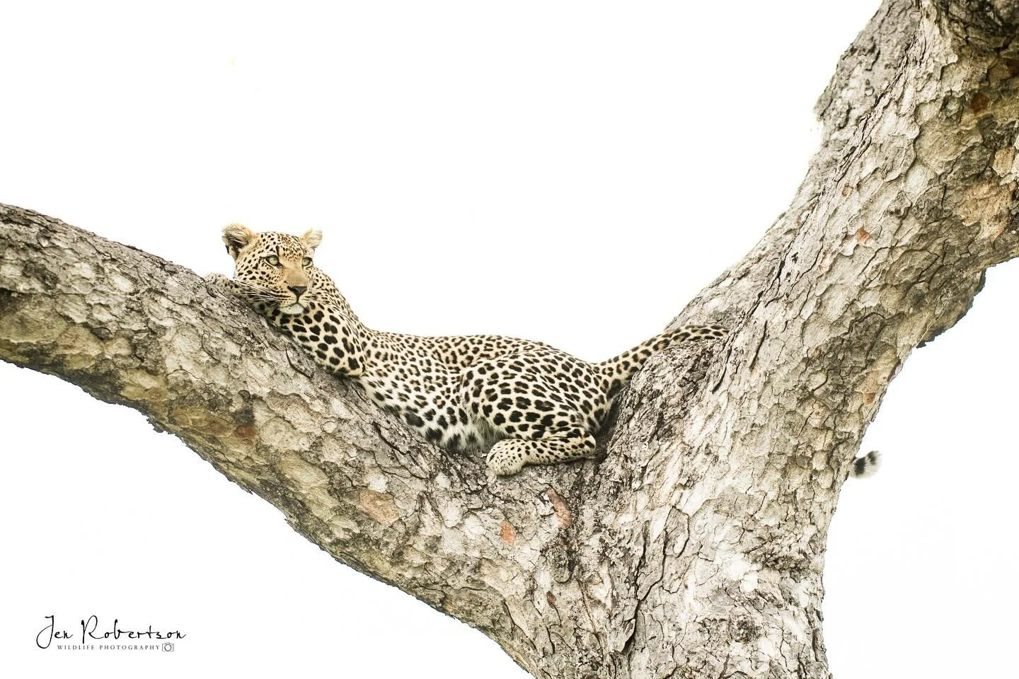 The Xinkhova female - beautiful beyond words ❤️
I always feel a sense of coming home in the bushveld&hellip;with leopards of course 🥰

#leopard #sabisands #londolozi @londolozi @jessica_shillaw_ #southafrica #nikon