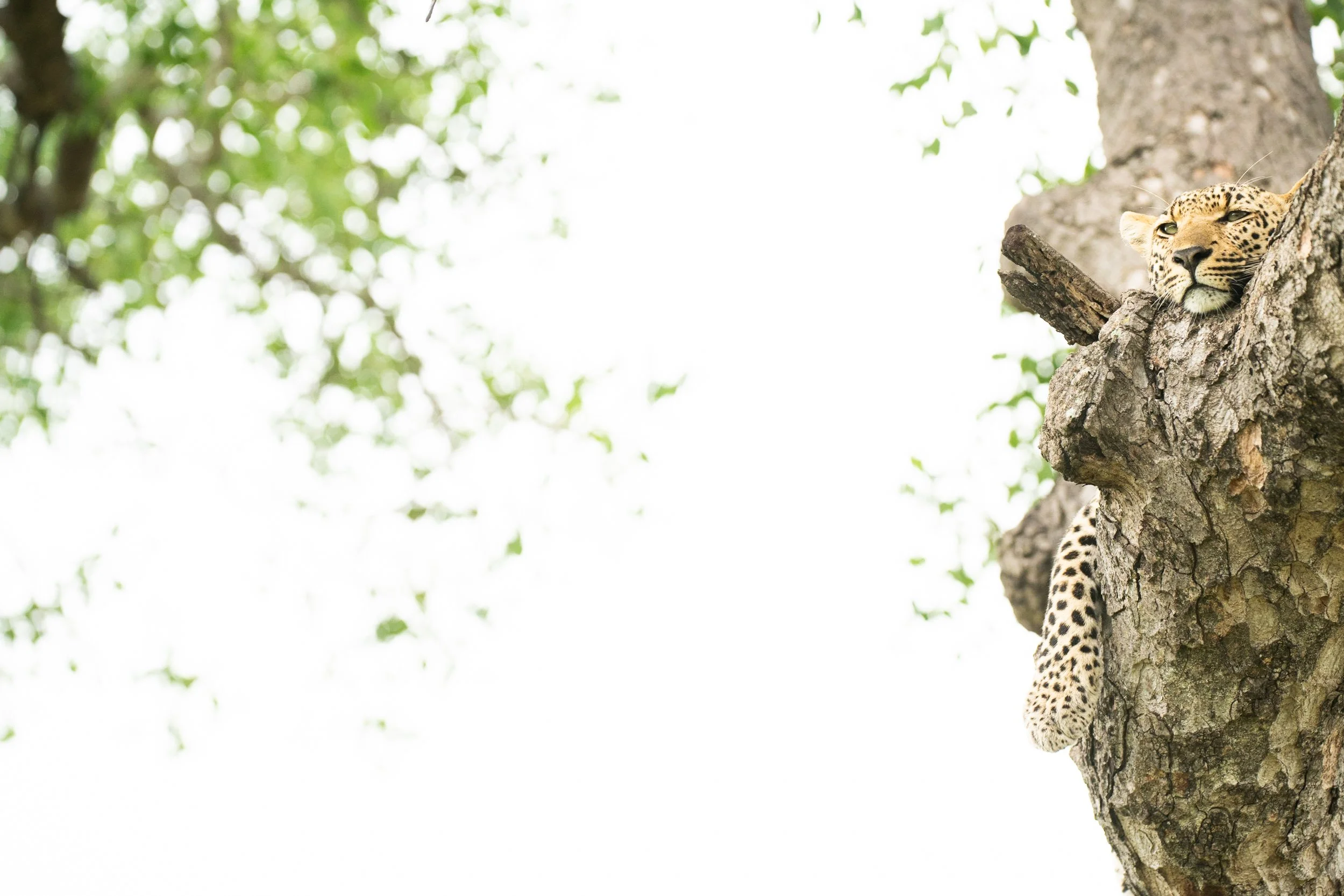 leopard tree profile.jpg