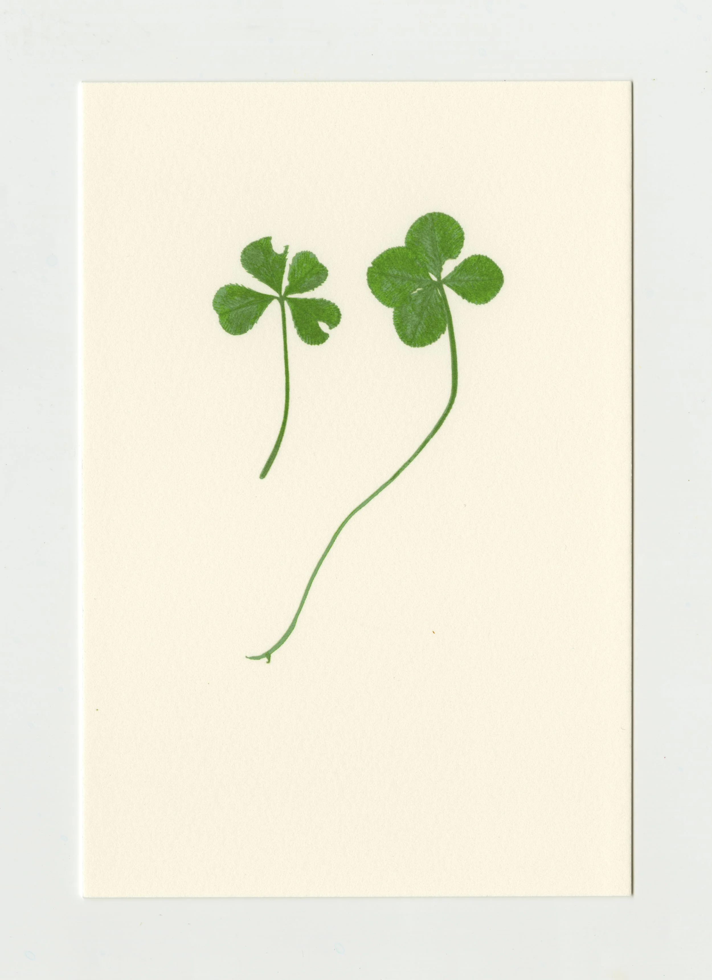 Four Leaf Clover