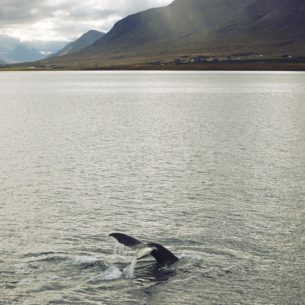 Severin_Schweiger_Iceland_10.jpg