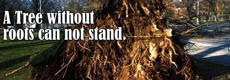 tree-without-roots.jpg