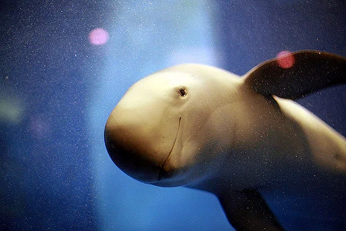 Finless Porpoise.jpg