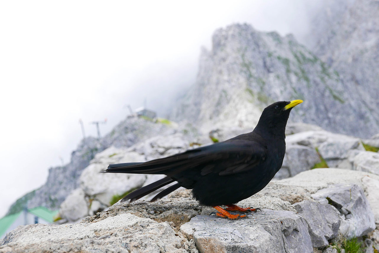 Innsbruck-1030355.jpg