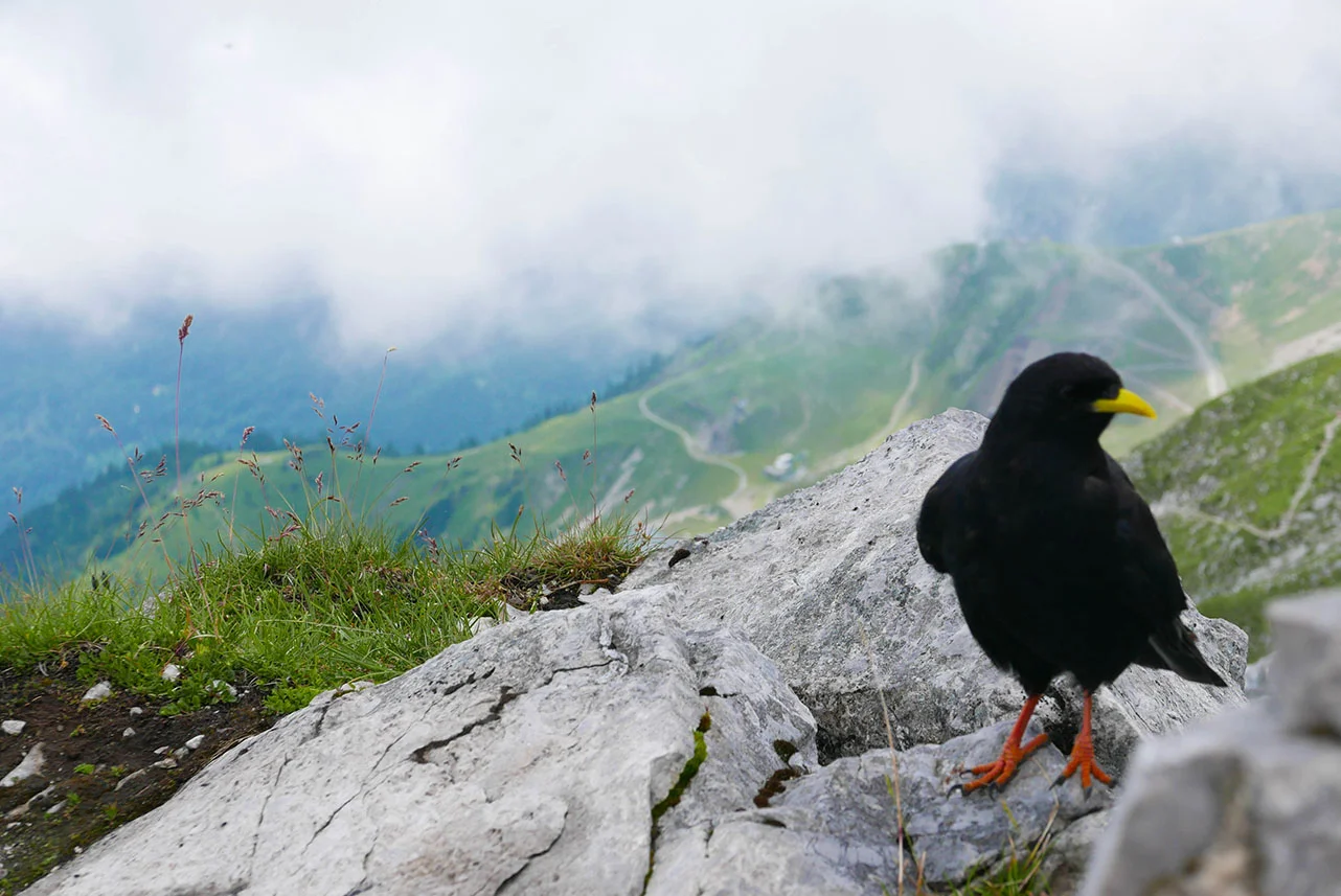 Innsbruck-1030362.jpg