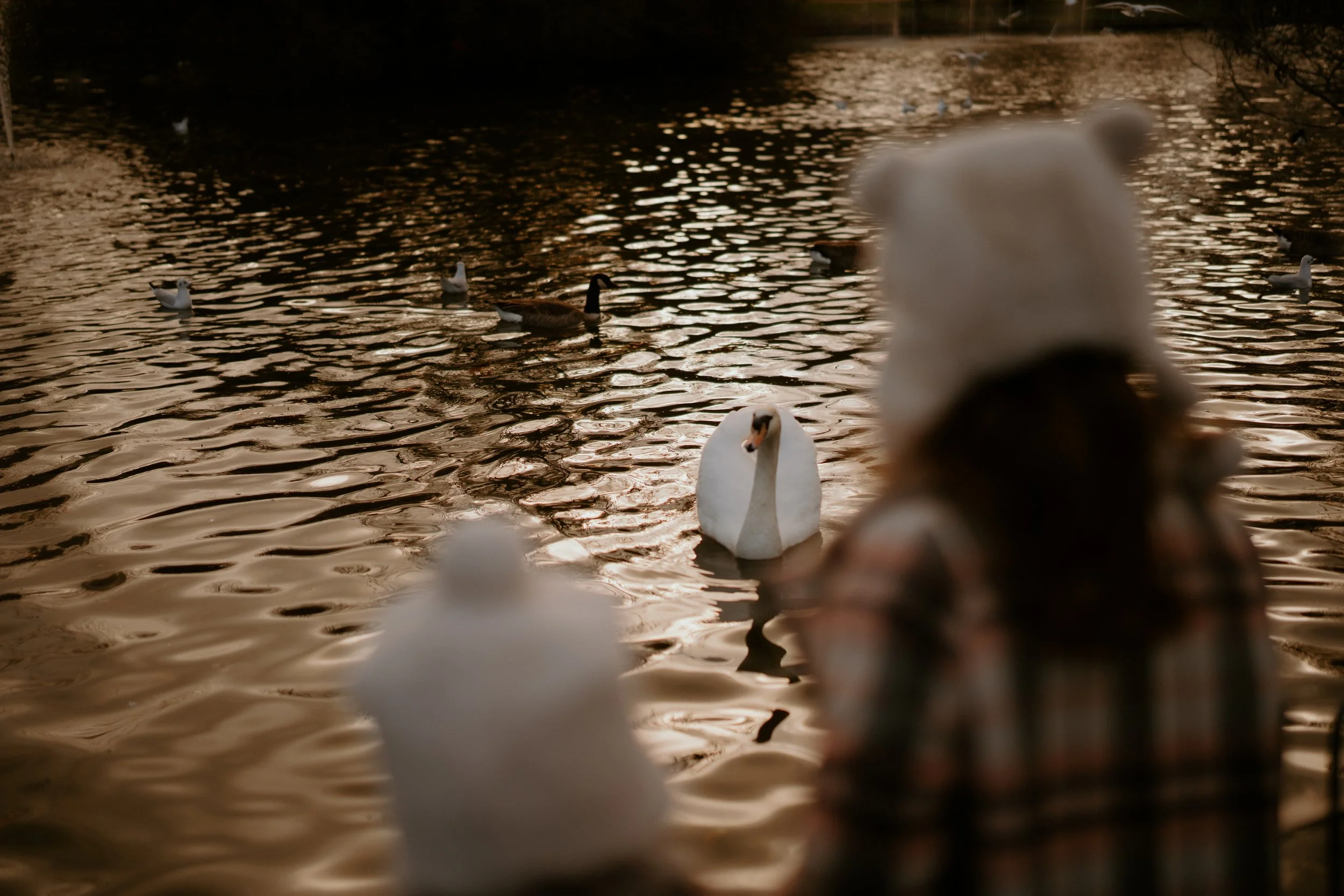 A close-up of a white swan in front of a body of water with ducks swimming at sunset.