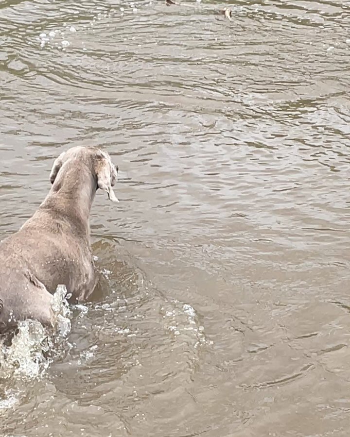 Kedron Brook Escapade:
If your going to get a dog get one that&rsquo;s fun to play with whatever the weather. I think this is the closest thing to paradise for Phantom.
#breeindustries
#dogparadise