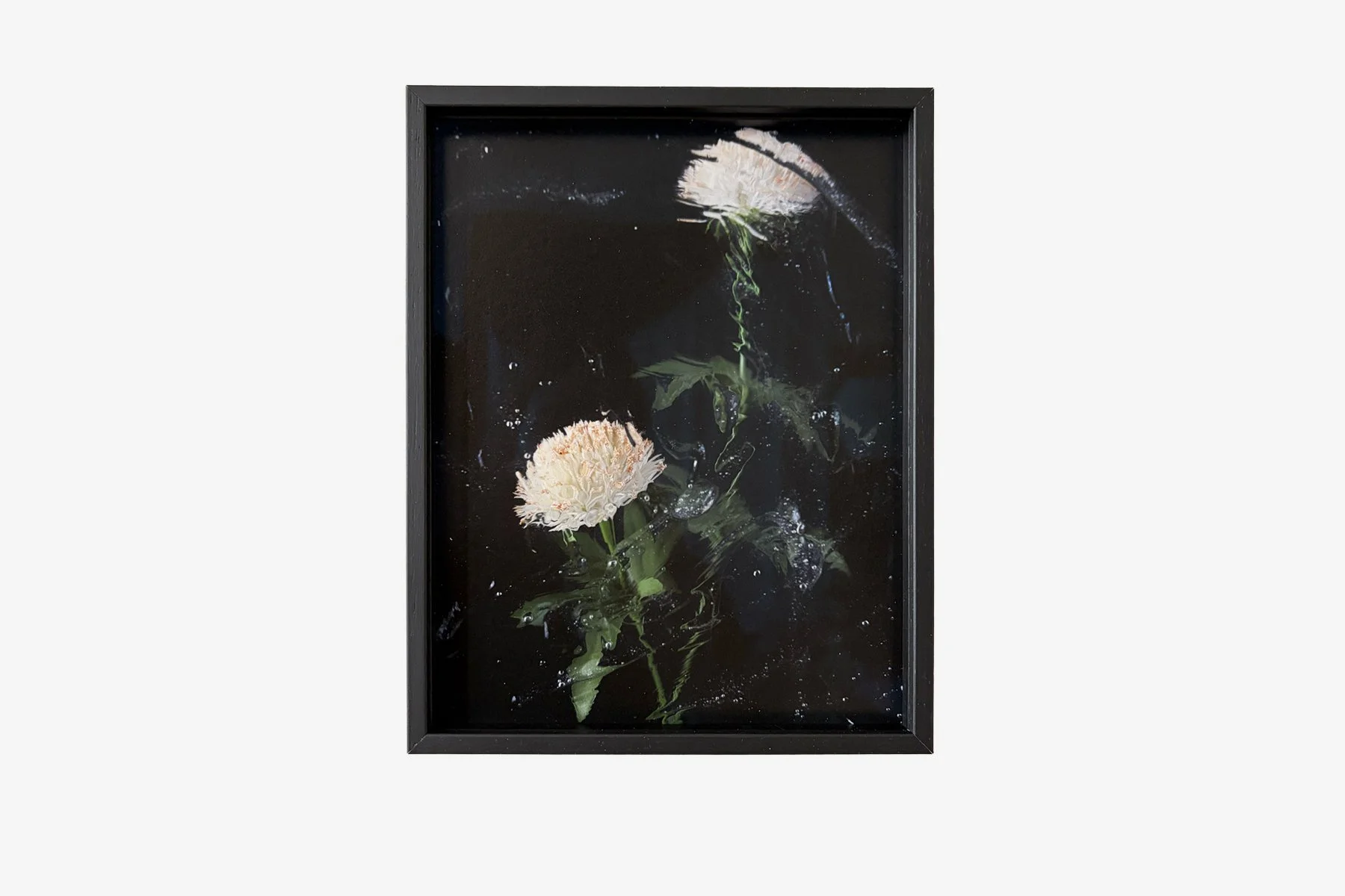 Two pale flowers emerge from darkness in Echoes Around the Edges by Sophie de Vos, a photographic artwork exploring reflection and distortion. Discover at Root Gallery.