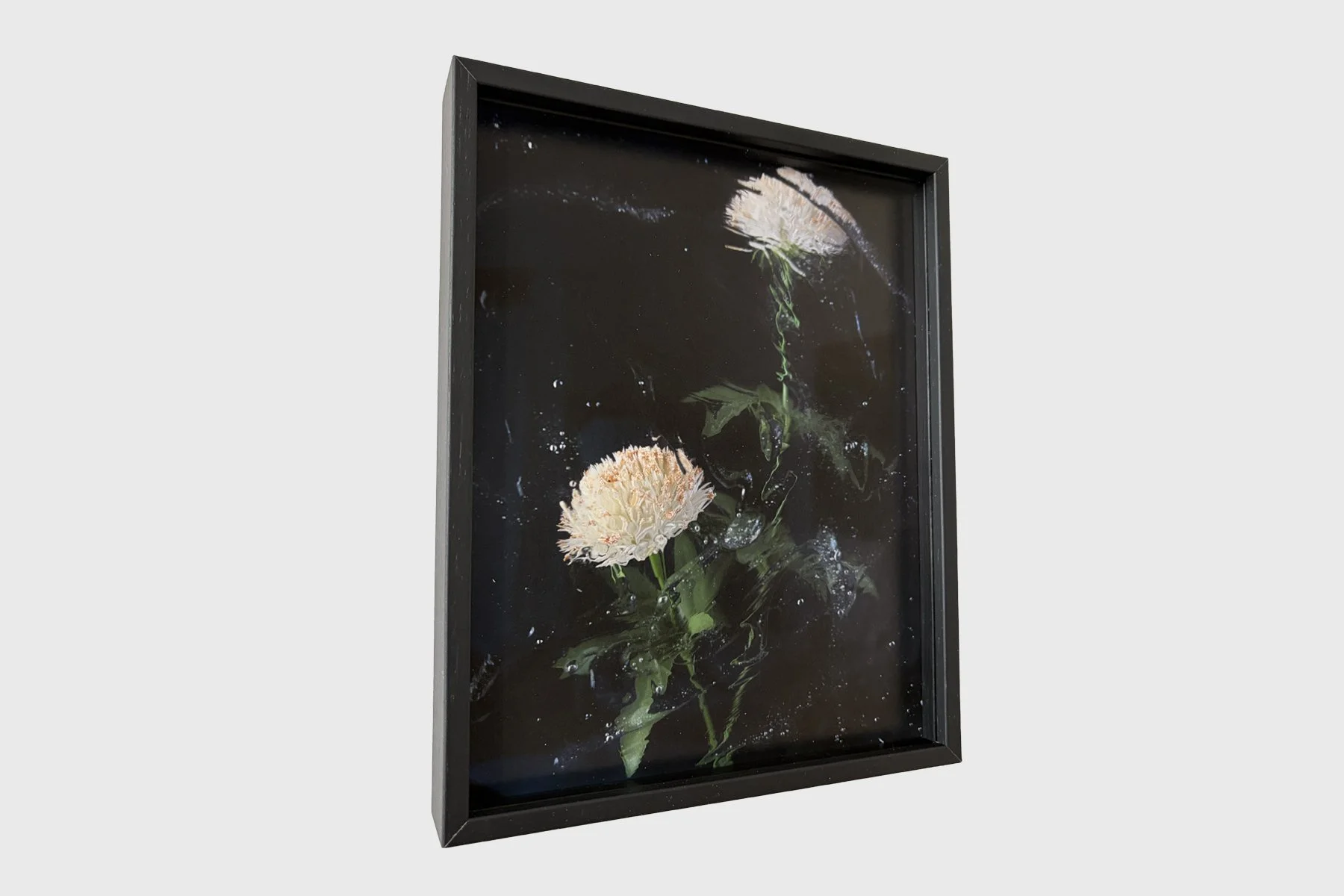 Sophie de Vos, Echoes Around the Edges: two cream-coloured flowers with green stems, interrupted by rippled reflections against a dark background. Angled view in a black frame.
