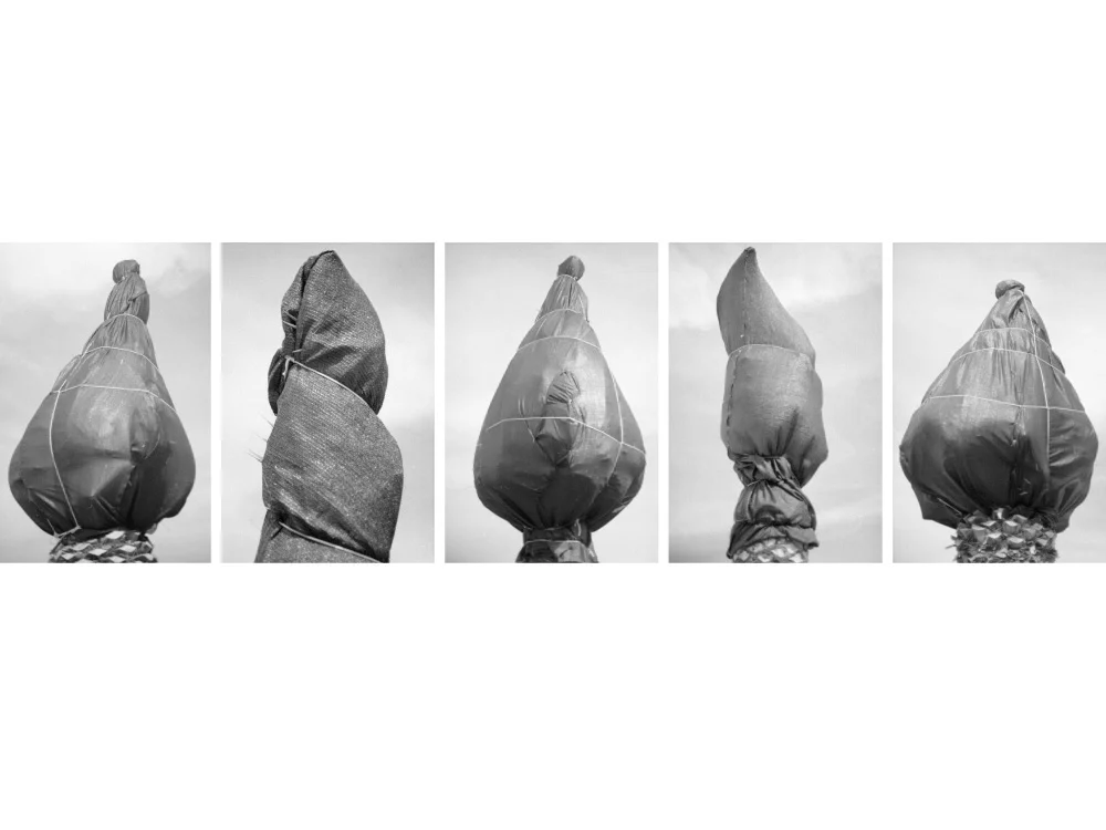 Palmen1_5_printedinDibond_2018_ed4+1.jpg