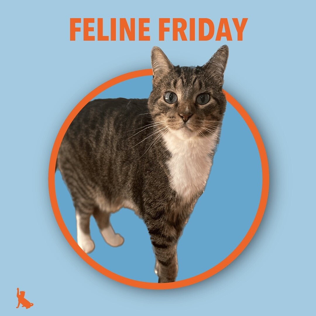 FELINE FRIDAY!