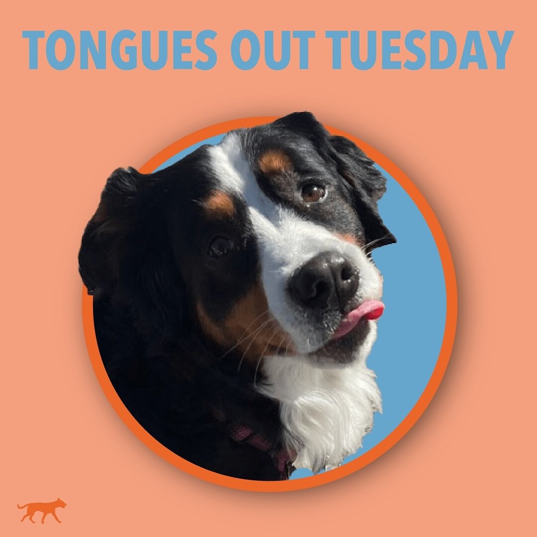 It&rsquo;s time for another round of TONGUE OUT TUESDAY!