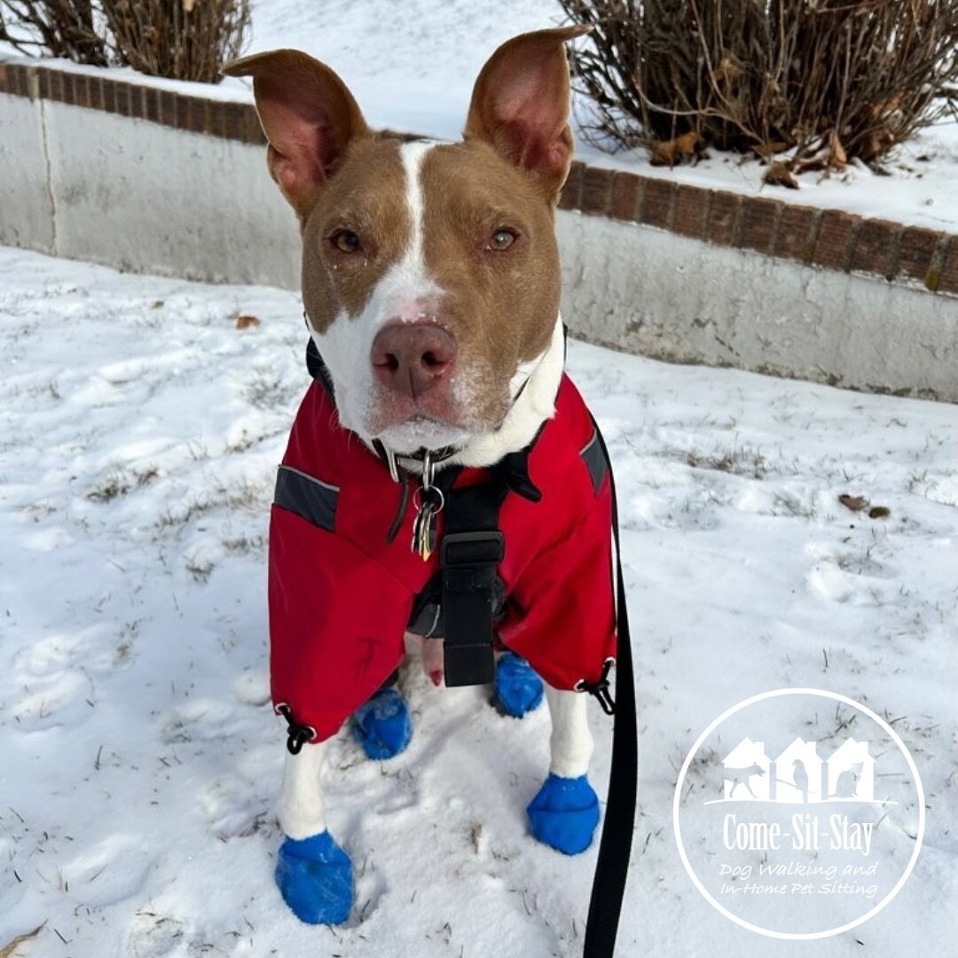 Maynard can handle this cold snap as long as he has his coat, some treats&hellip; and the hope that it might be a high of 66 degrees on Sunday! 
📸 Photo credit - Team member: Mary 
. 
.
.  #dogwalking #petsitting #goodboy #bestboy #employeeoftheyear