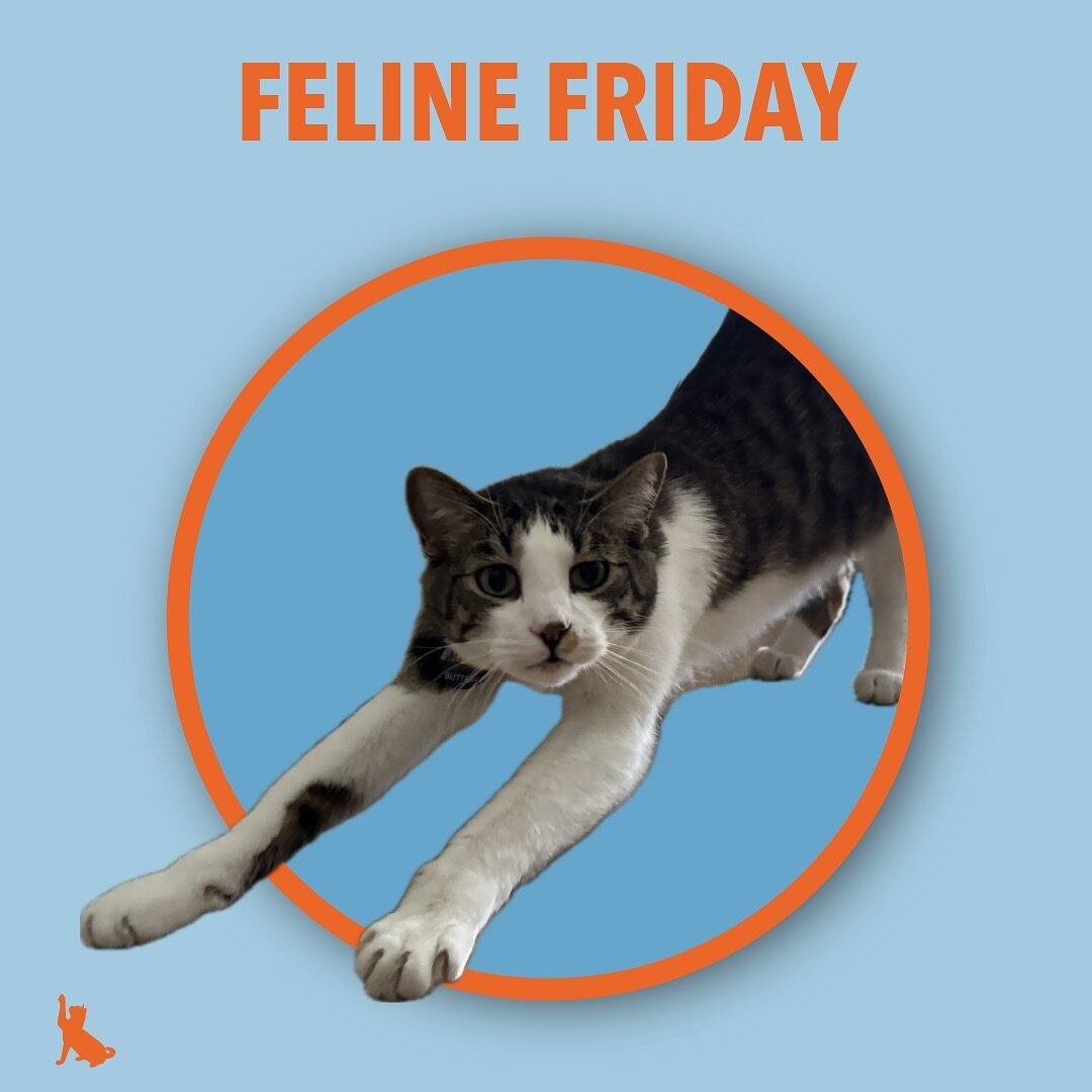 Join us for Feline Friday in our story!