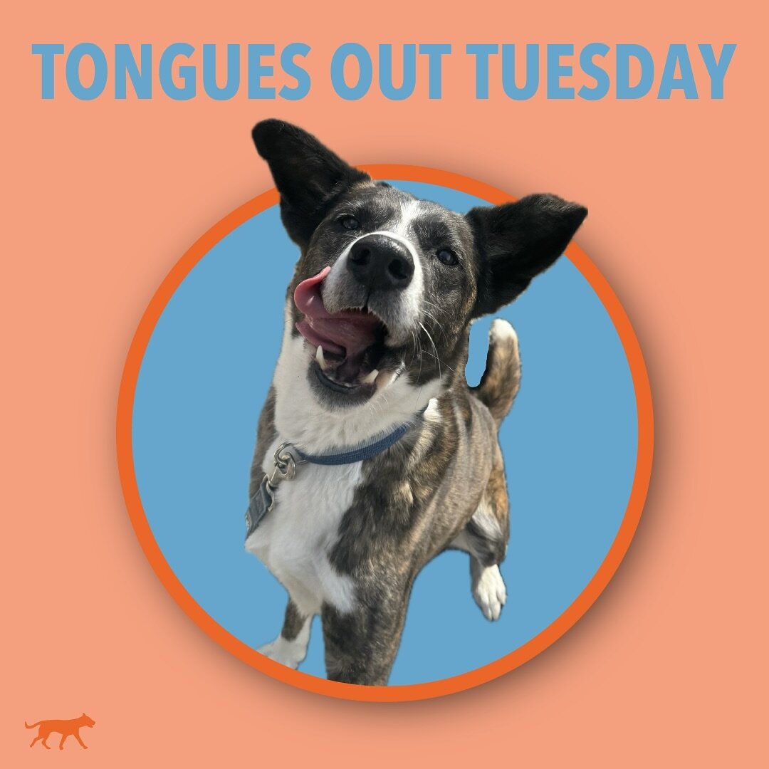 Join us in our story for Tongue Out Tuesday!