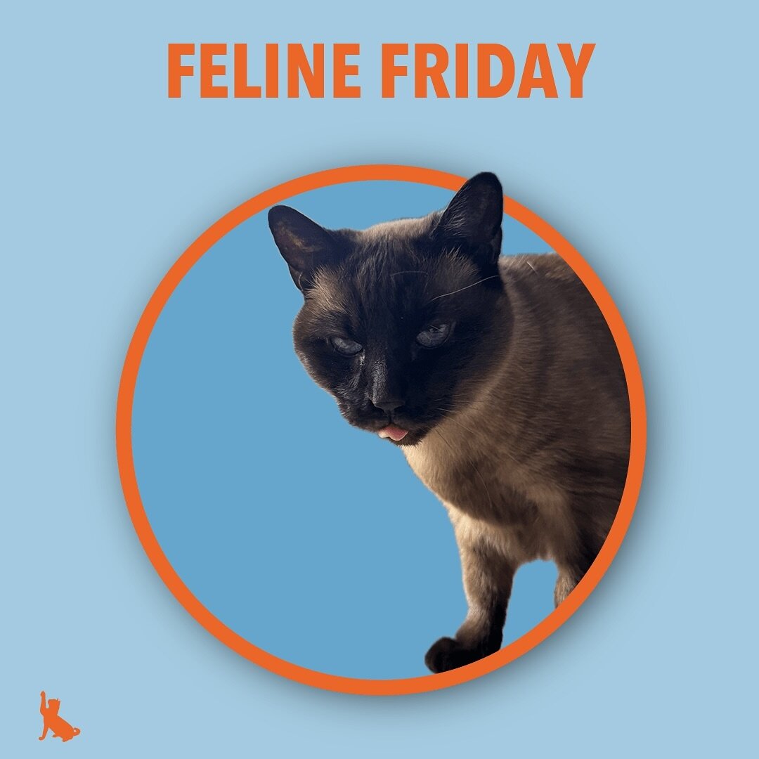 It Feline Friday! Follow along in our story for more cute faces like Nico&rsquo;s!