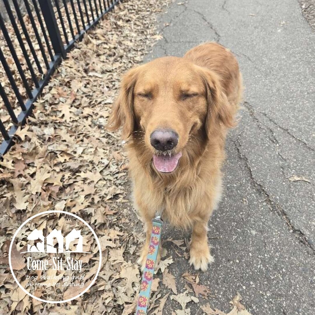 Lumi&rsquo;s face says it all, that was a good walkie! 🐾👌🏻 📸 Photo credit - Team member: Marisa 
.
.
.
.
#walkietime #dogwalkers #goldenretriever #dogwalks