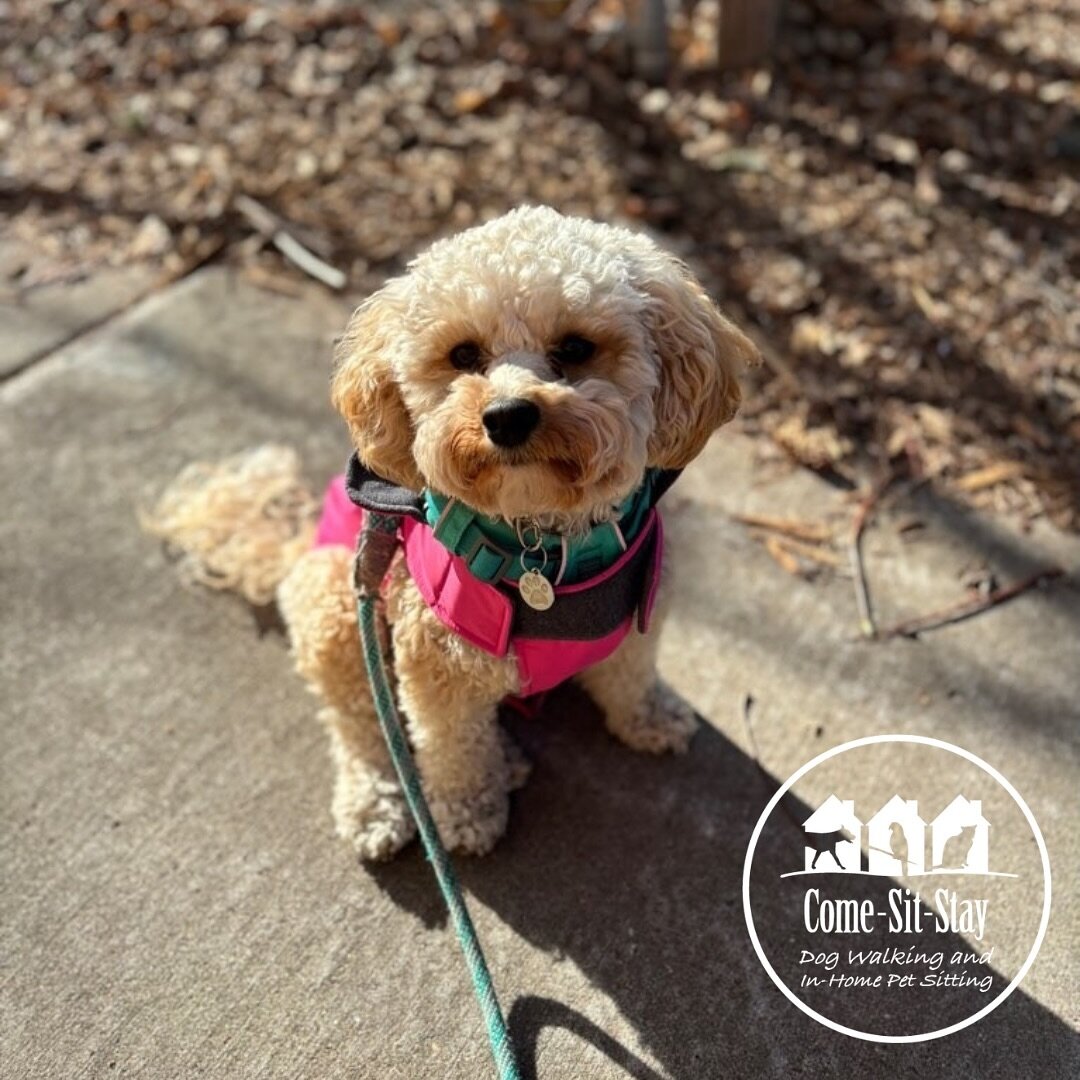 Winnie soaking up that sun! Only one more week until it&rsquo;s officially spring! 🌞🌼🌱
📸 Photo credit - Team member: Laura 
.
.
.
.
#walkietime #dogwalkers #springdogwalks #dogwalks #sunshinedog