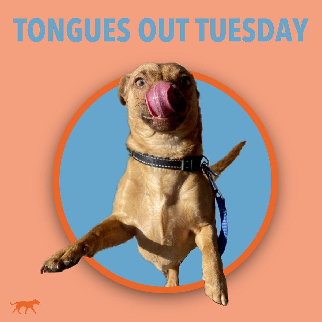 ITS TONGUES OUT TUESDAY! Join us in our story for more cuties like Bruno!