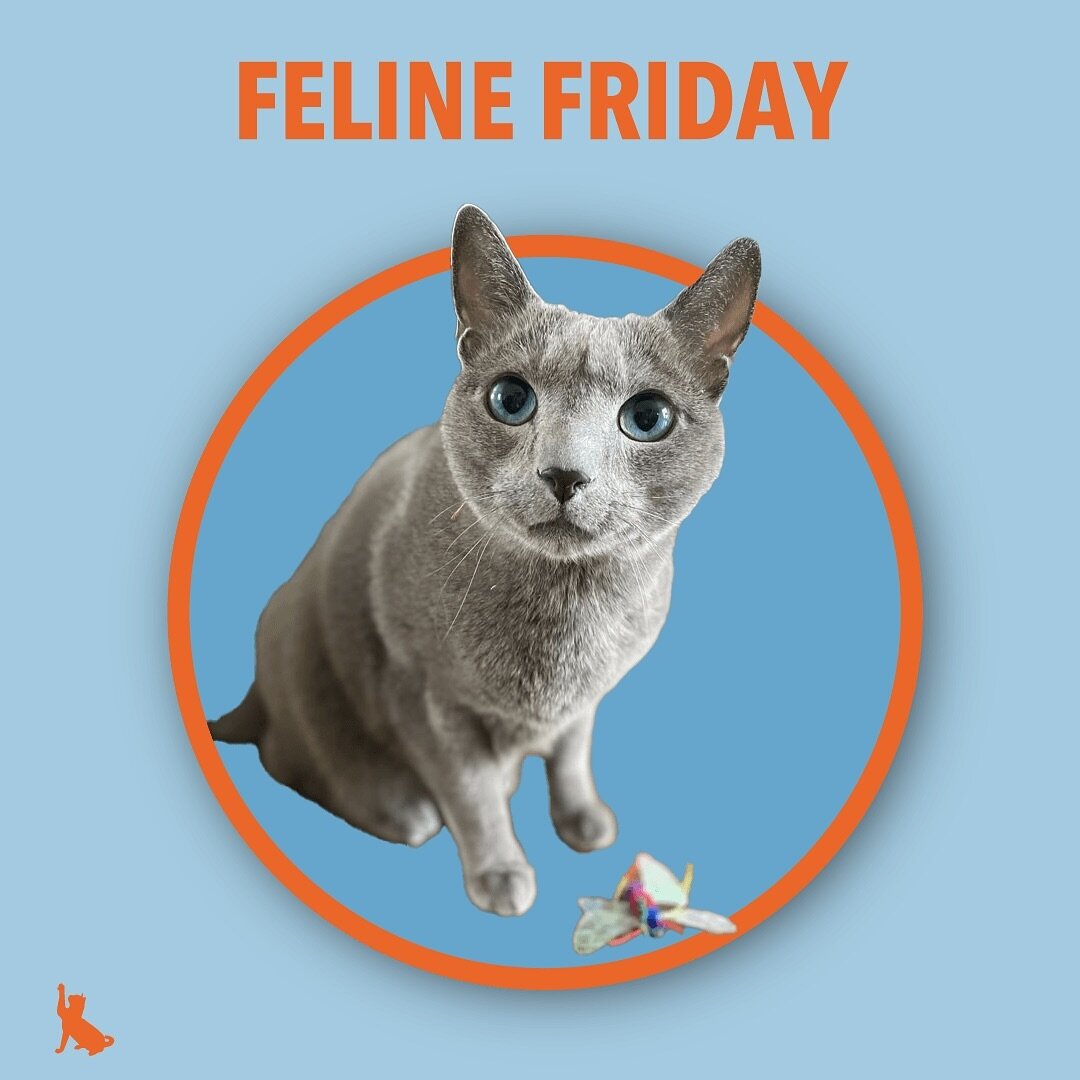 Happy Feline Friday! Today we are featuring a very special kitty, Sloan Ranger. Not only is he super sweet but he has the most mesmerizing eyes! Check him out and other cool cats on our story today!