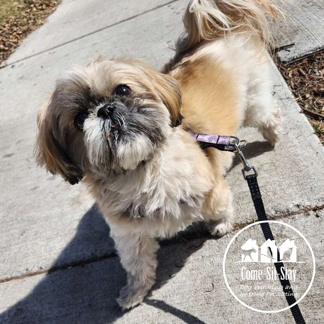 Ruby stepping out into the first day of spring! 🌞🌺🐾
📸 Photo credit - Team member: Christine 
.
.
.
#firstdayofspring #dogwalkinglife #dogwalker #rubytuesday