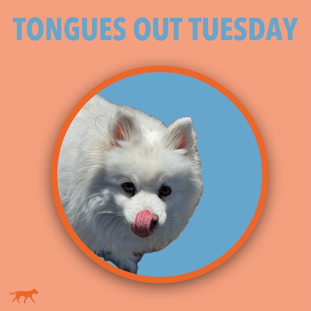 Scout kicking us off with his Tongue Out Tuesday! Join us in our story for some silly faces! 🤪 
.
.
.
. #tot #tongueouttuesday #dogdays #teefouttuesday