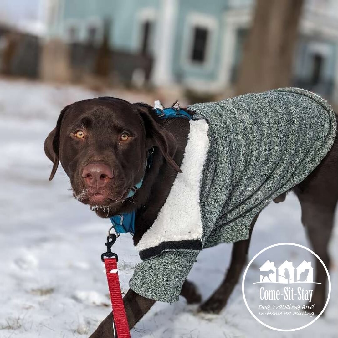 Snow or shine, it&rsquo;s dog walking time! Featuring Hershey and Mr. Nelson ❄️🌞🐾 
📸 Photo credit - Team member: Melanie 
.
.
.
.
.#walkingonsunshine #dogwalks #dogwalkers #snowdog #sundog