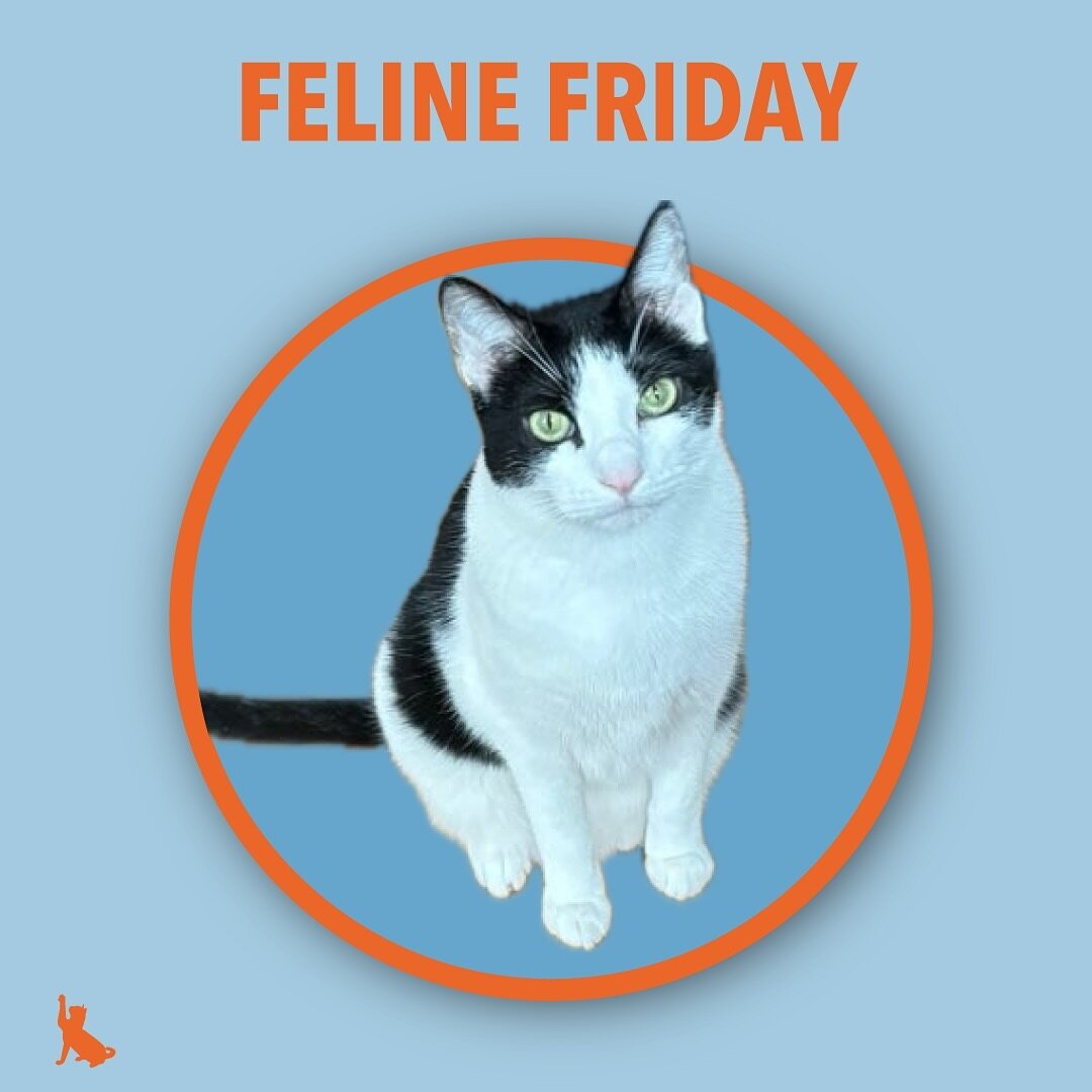 Hope everyone is having a fantastic Feline Friday! Join us in our story for more cat content!