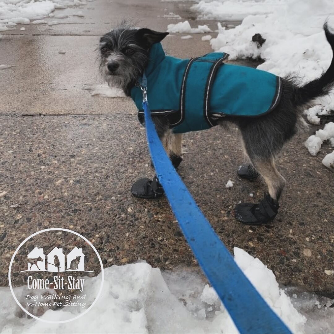Boots on? CHECK! Jack on? CHECK! Lenny and Gigi are ready for slushy walks!
📸 Photo Credit - Team member: Solie &amp; Audrey 
.
.
.
.
#slushie #springtime #dogwalks #dogwalker #dogfashion
