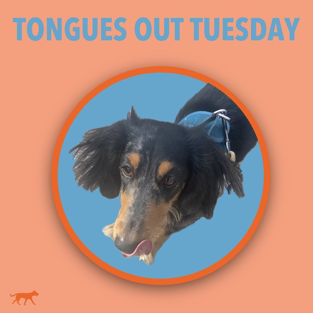 Follow along in our story today for Tongue Out Tuesday! 
Ft: Romeo 🐶
.
.
.
#tot #tongueouttuesday #teefouttuesday