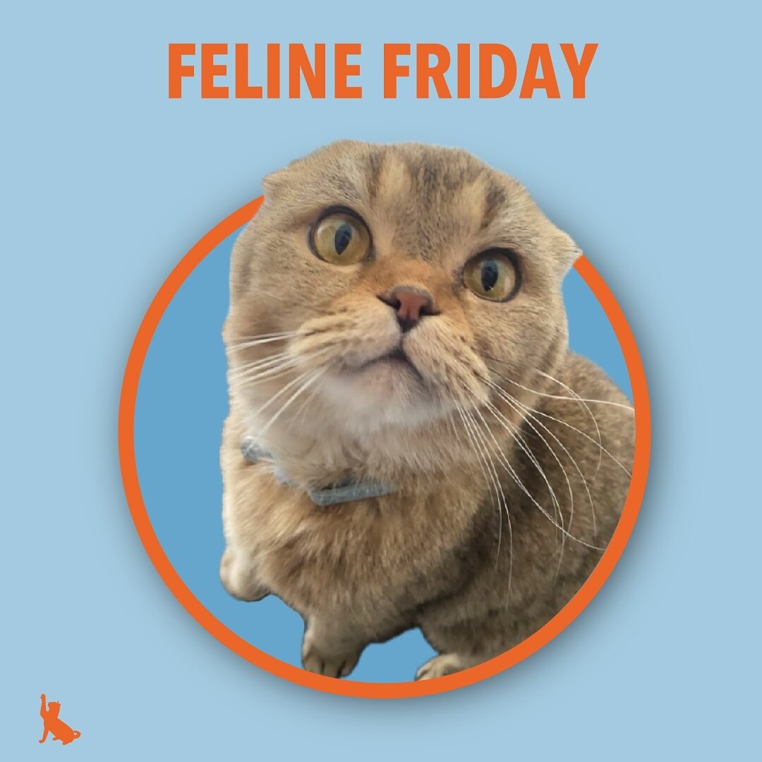 Happy feline Friday to everyone! Follow along in our story today for more purrrrect faces like Simba! 
.
.
.
.
.
#felinefriday #petsitting #petsitter #cats #scottishfold