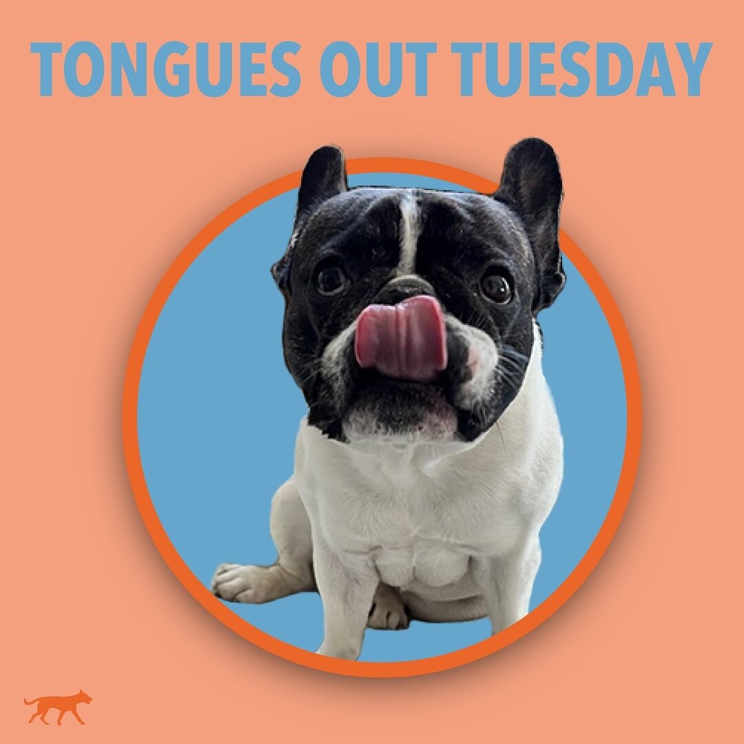 Join Vivian and us in our story today to see some silly tongues and funny teefs! 🤪🐶😸 
.
.
.
.
#tongueouttuesday #teefouttuesday #tot #dogwalker #petsitter