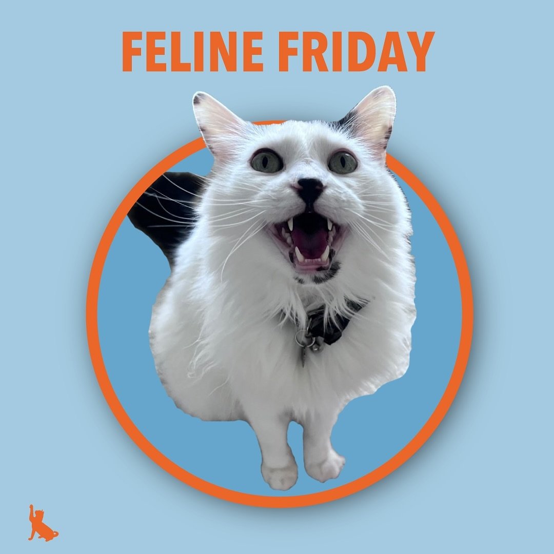 Not only do we have another round of Feline Friday but it&rsquo;s also National Cat Lady Day! Join us and Goose in our story today for more cool cats!
.
.
.
.
.
#felinefriday #petsitting #petsitter #cats #nationalcatladyday #sillygoose