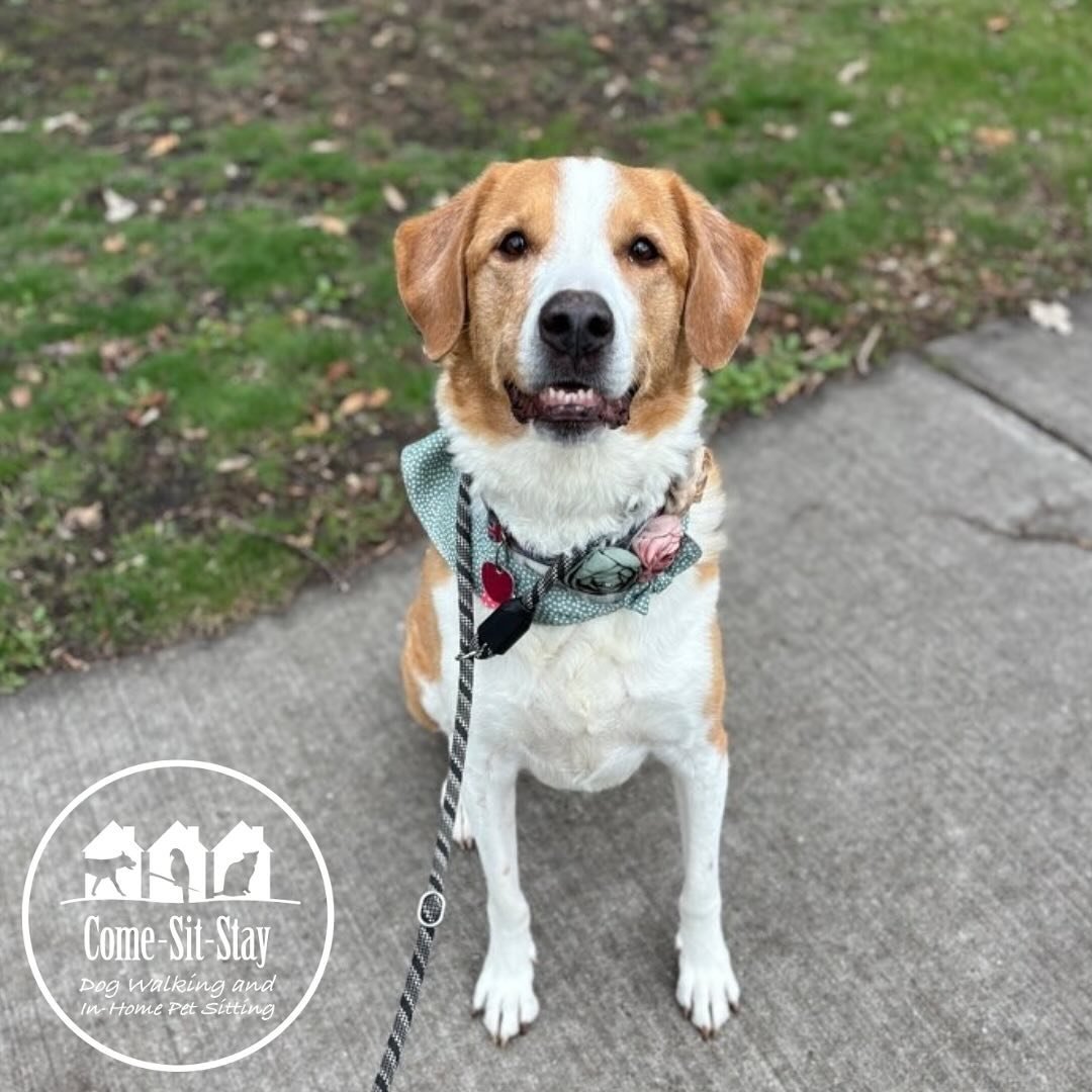 Now those are some happy dogs! Gracie and Bella are loving the spring time. 🐾🐶🌷
📸 Photo Credit: Team Members Laura and Rhiannon
.
.
.
.
.
#dogwalking #saycheese #saybiscuits #springdogwalks