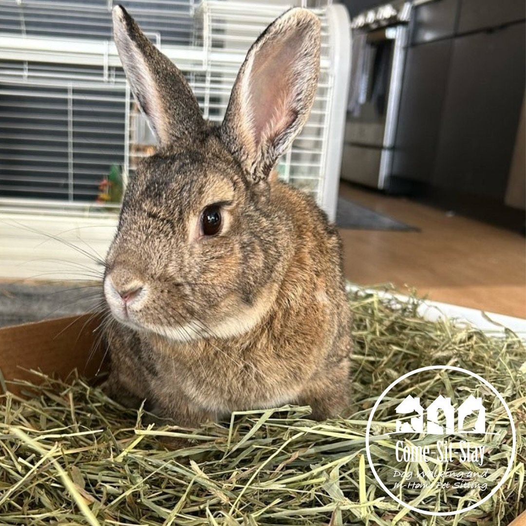 Rupert&rsquo;s hoppy to tell you it&rsquo;s&hellip; FRIDAY! 🐰 Have a great weekend everyone! 
📸 Photo Credit: Team Member Mary 
.
.
.
.
.
#hoppyfriday #petsitter #bunnycare #smallanimalpetsitting
