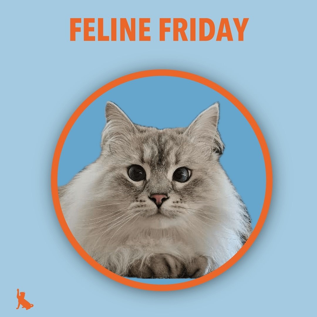 It&rsquo;s feline Friday! Join Hugo in the story for some more cool cats 😺 
.
.
.
.
#felinefriday #felinefriends #petsitter #happyfriday