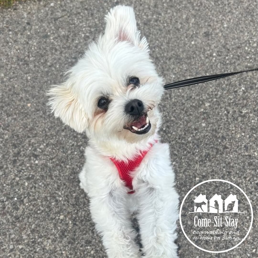 All smiles while we walk some miles! 🐾🐩
📸 Photo Credit: Team Members Alexa, Claire and Abby 
.
.
.
.
.
#dogwalker #dogwalking #smilesformiles #dogdays