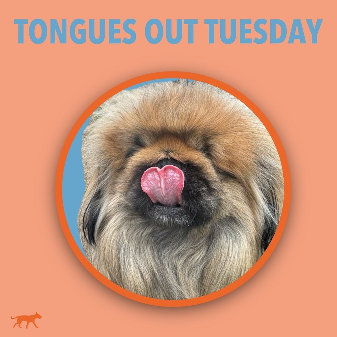 Stick your tongue out with Rocky! 🐶 join us in our story today for more furry friends. 
.
.
.
.
.
#tongueouttuesday #dogtongueout #dogtongue #pekingese #dogwalking