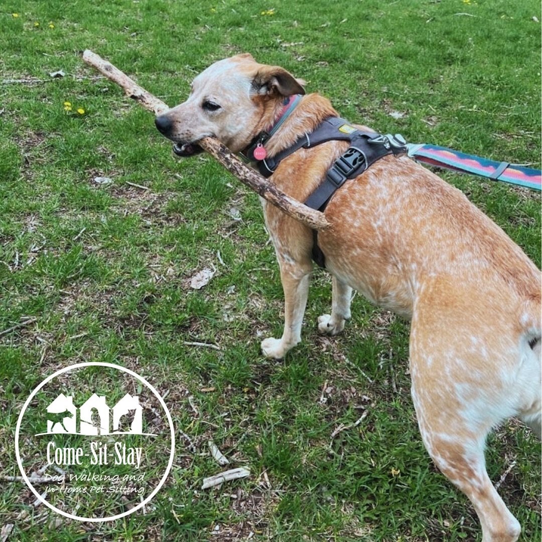 Bindi&rsquo;s hoping this nice weather &ldquo;sticks&rdquo; around! 🐾
📸 Photo Credit: Team Member Amanda 
.
.
.
.
#barkingupthewrongtree #dogsandsticks #dogwalker #dogwalks