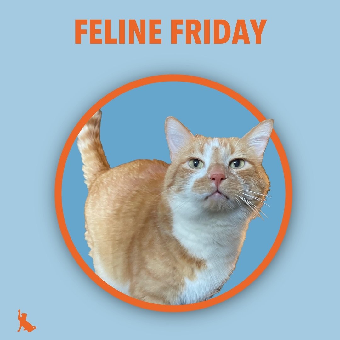 Bruce is here to tell you it&rsquo;s Feline Friday! Check out our story today to see more cuties we pet sit for! 
.
.
.
.
.
#felinefriday #felinefriends #catpetsitting #petsitter