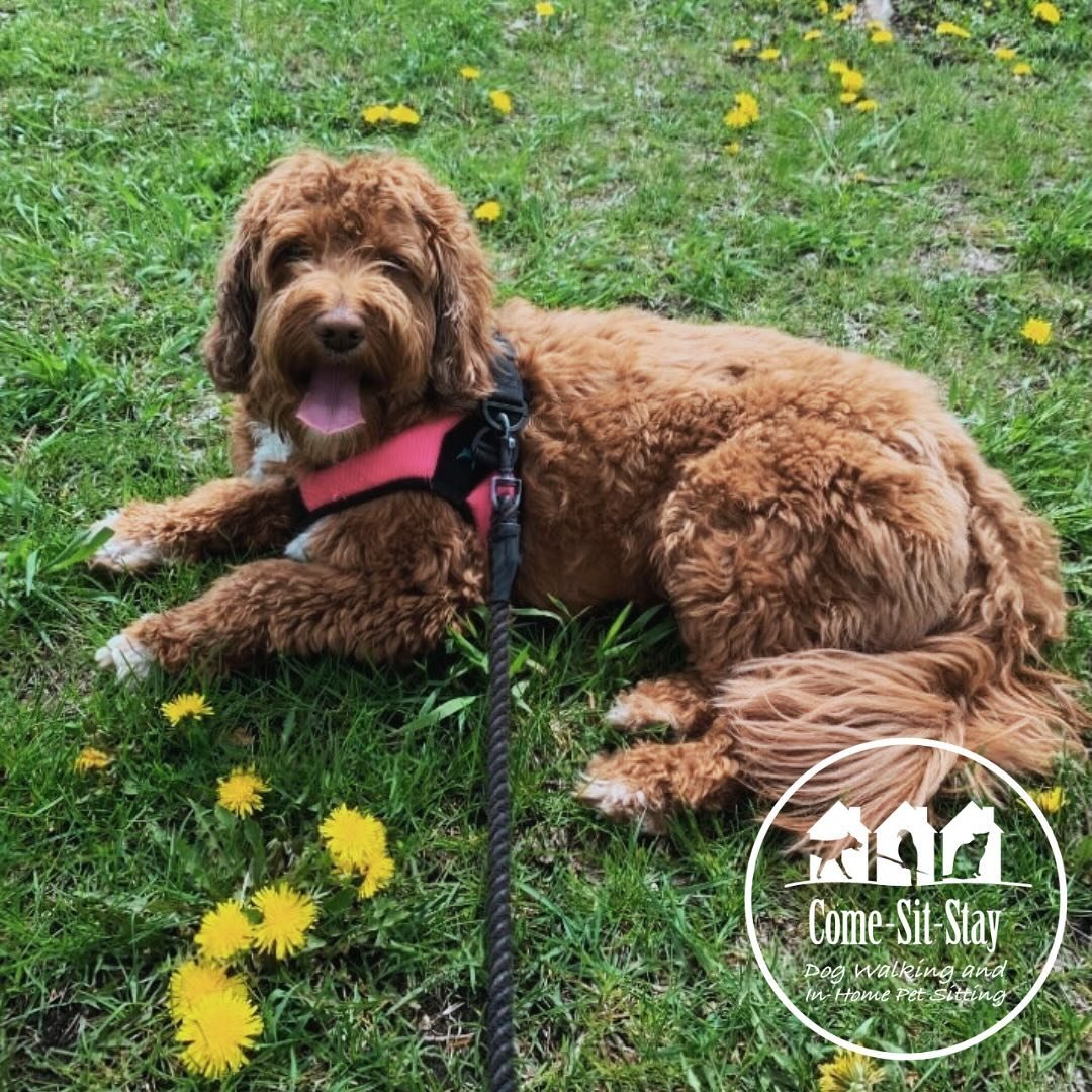 Emi is happy to be in her dandelion field 🌞🌼🦁 
📸 Photo Credit: Team Member Solie 
.
.
.
.
#dandelionfieldsforever #dogwalks #dogwalker #miniaussielabradoodle
